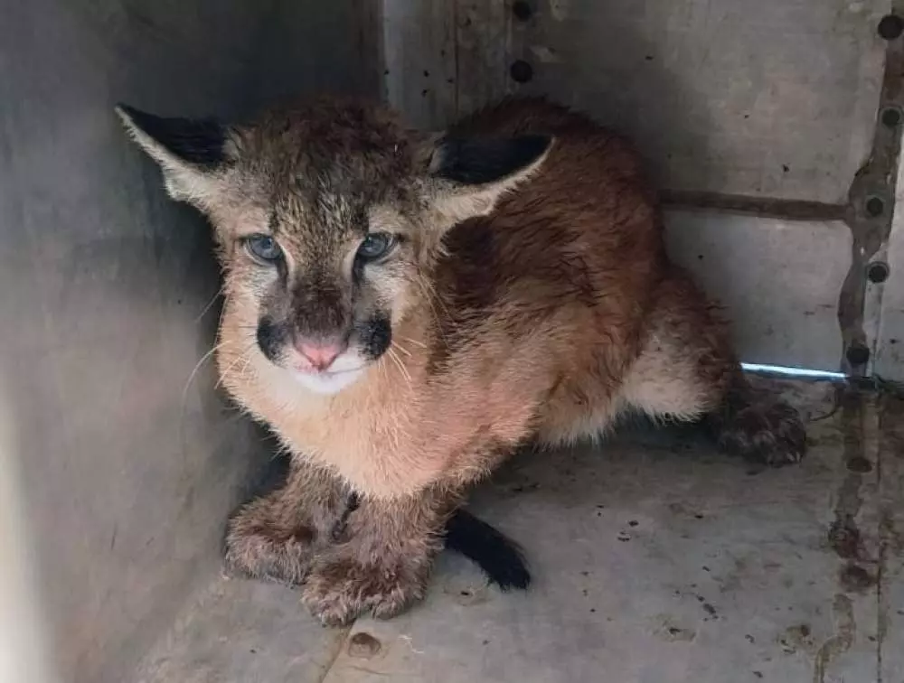 Filhote de onça-parda resgatado em Birigui é transferido para hospital veterinário de Fernandópolis