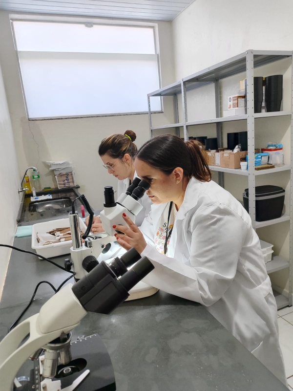 Votuporanga inicia implantação de ovitrampas para monitoramento do mosquito da Dengue