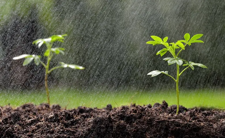 Chuva acima da média histórica beneficia agricultura, nascentes e reservatórios em Santa Fé do Sul - Junho registra acima de 100 milímetros de chuva em Santa Fé o Sul