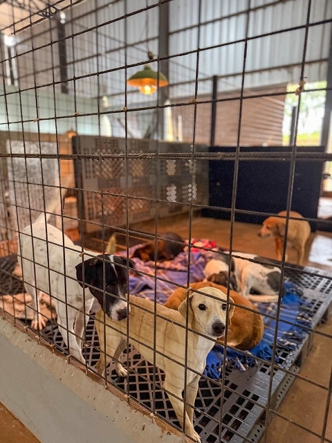 Feirinha de adoção oferece nova oportunidade para cães e gatos resgatados neste domingo