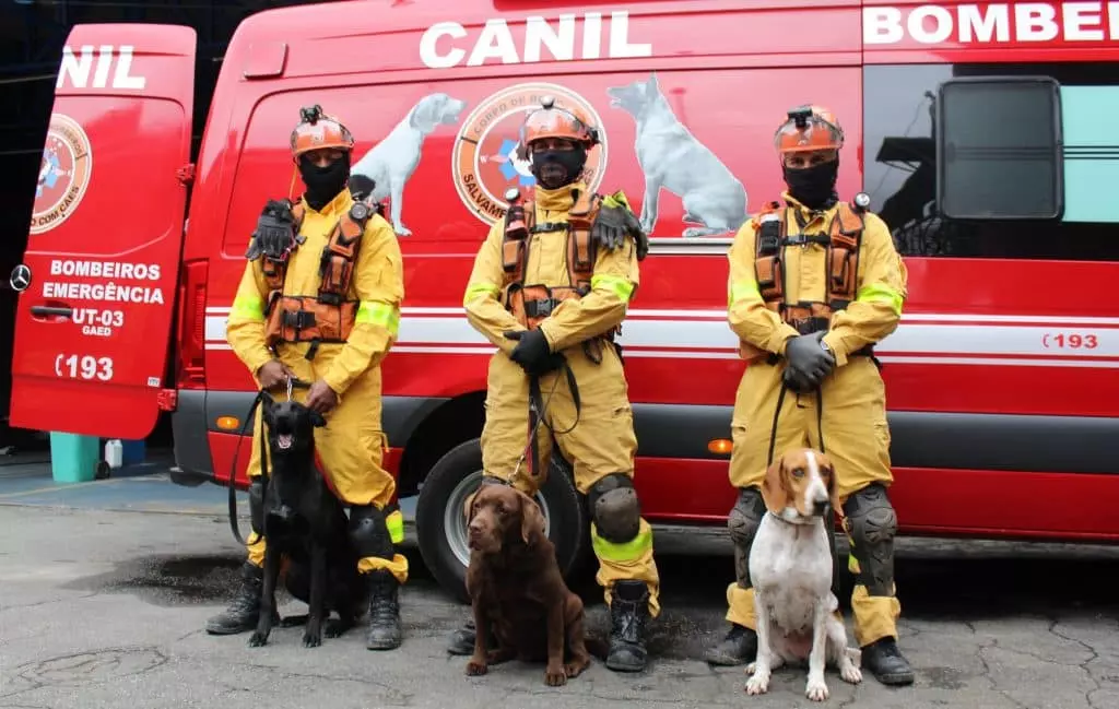 Cães farejadores de SP reforçam força-tarefa internacional em busca de soterrados na Venezuela