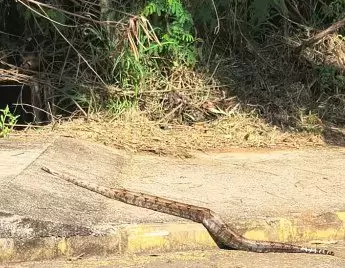 Jiboia é flagrada atravessando rua perto de ponte e chama a atenção de moradores em Fernandópolis