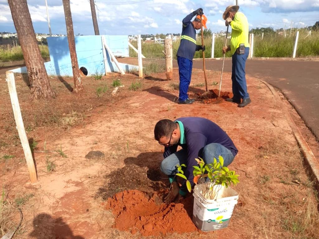 Jales mais verde: Disque-Árvore ultrapassa 100 mudas plantadas em diversos bairros da cidade