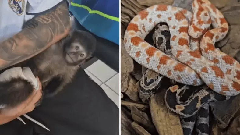 Zoobotânico de Rio Preto acolhe animais silvestres resgatados do tráfico para reabilitação