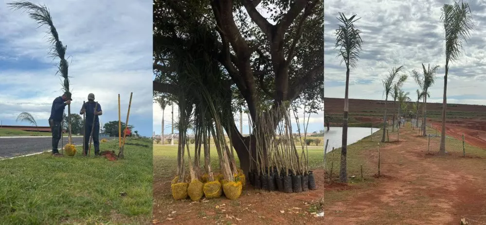 Universidade Brasil planta 150 mudas de árvores em ação de revitalização no campus de Fernandópolis