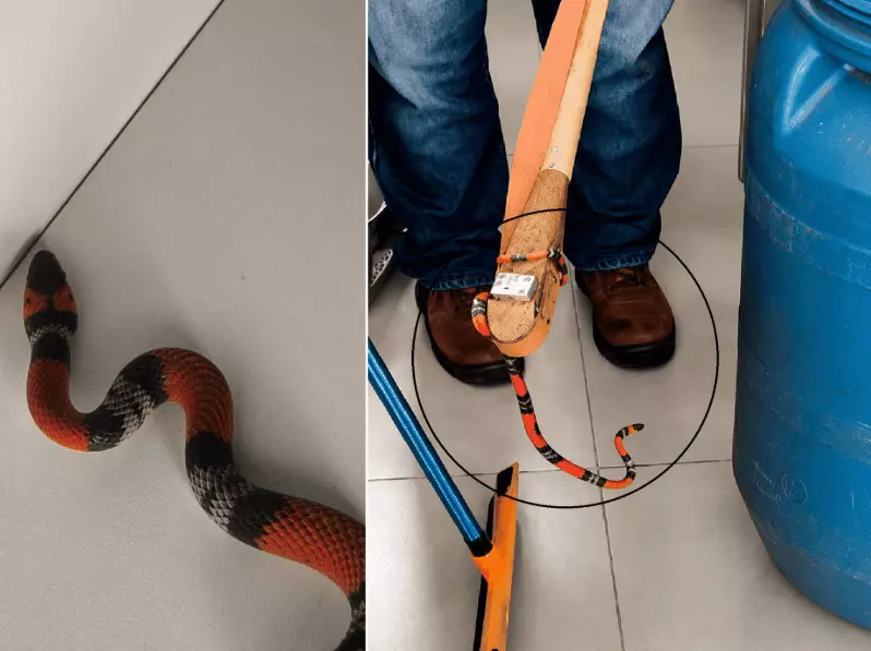 Cobra é resgatada de dentro de armário de cozinha em residência de Nhandeara