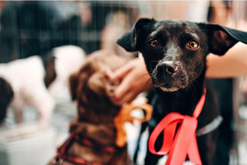 Dia do Vira-Lata destaca avanços na legislação paulista para a proteção e o bem-estar animal