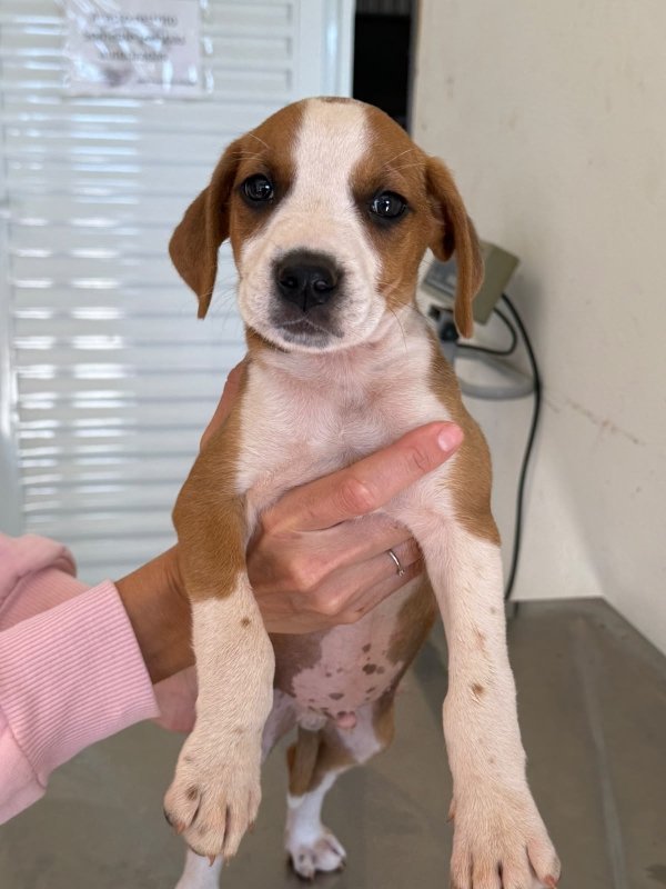 Feirinha de adoção reúne cães e gatos em busca de um novo lar neste domingo