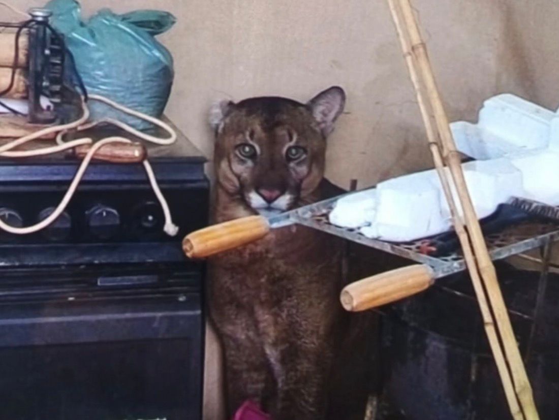 Onça-parda de 50 quilos é resgatada em Birigui e chega a Fernandópolis para atendimento veterinário
