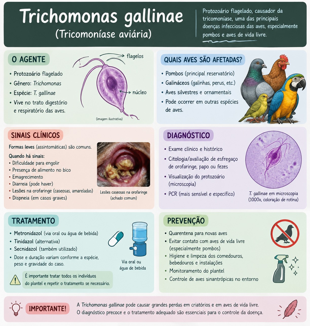 Trichomonas gallinae - Sua relação com aves de rapina.