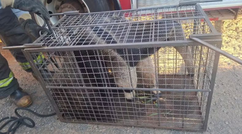 Tamanduá é resgatado em Jales e devolvido à natureza