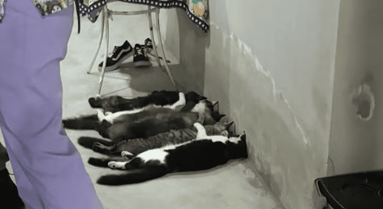 Esquema de coleta clandestina de sangue de gatos vendia bolsas por até R$ 800