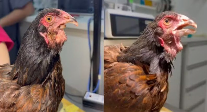 Galinha com má-formação no bico passa por cirurgia pioneira e recebe prótese natural em Rio Preto