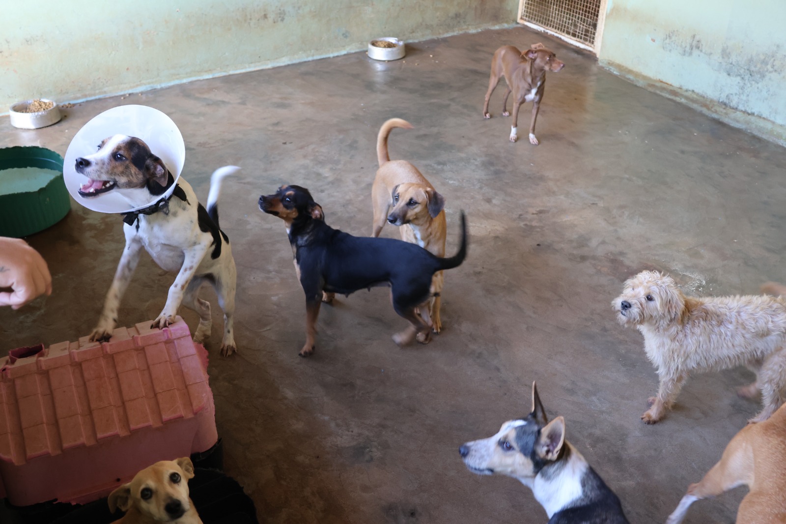 Centro de Zoonoses realiza vacinação antirrábica e feirinha de adoção