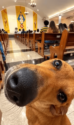 Cachorro vira atração ao “assistir” missa em Mirassol e vídeo viraliza na internet