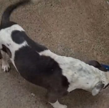 Mulher é presa em flagrante por abandonar e deixar cão em situação de maus-tratos em Fernandópolis